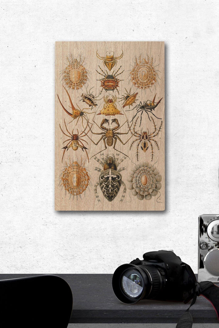 Art Forms of Nature, Arachnida (Spiders), Ernst Haeckel Artwork, Wood Signs and Postcards Wood Lantern Press 12 x 18 Wood Gallery Print