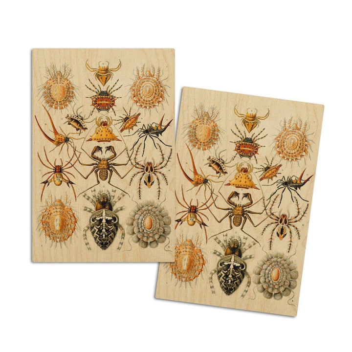 Art Forms of Nature, Arachnida (Spiders), Ernst Haeckel Artwork, Wood Signs and Postcards Wood Lantern Press 4x6 Wood Postcard Set