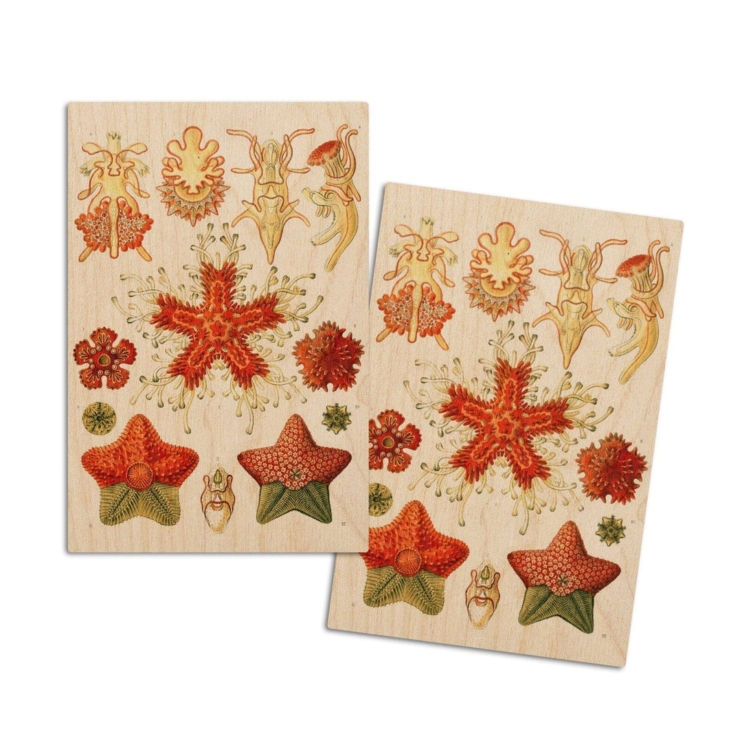Art Forms of Nature, Asteridea, Ernst Haeckel Artwork, Wood Signs and Postcards Wood Lantern Press 4x6 Wood Postcard Set