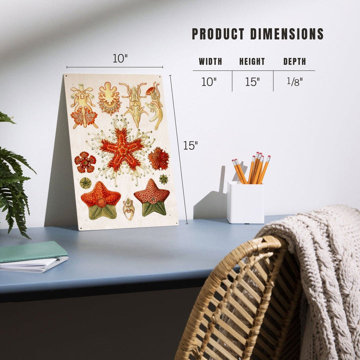 Art Forms of Nature, Asteridea, Ernst Haeckel Artwork, Wood Signs and Postcards Wood Lantern Press