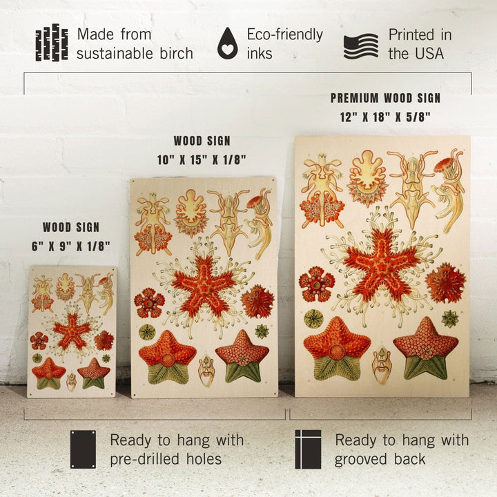 Art Forms of Nature, Asteridea, Ernst Haeckel Artwork, Wood Signs and Postcards Wood Lantern Press