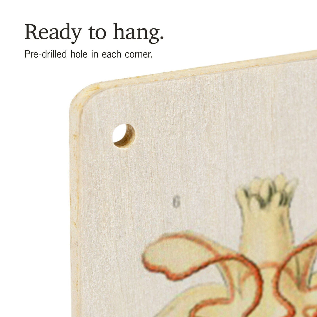 Art Forms of Nature, Asteridea, Ernst Haeckel Artwork, Wood Signs and Postcards Wood Lantern Press