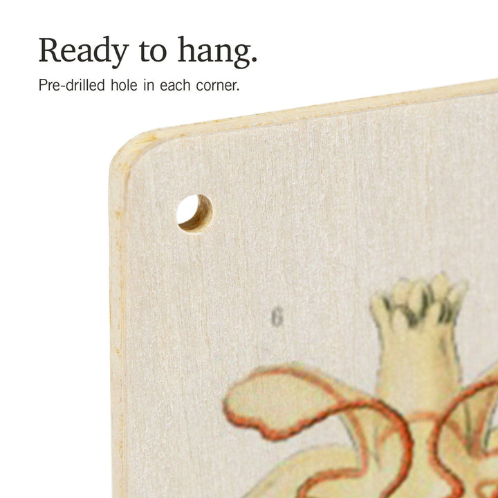 Art Forms of Nature, Asteridea, Ernst Haeckel Artwork, Wood Signs and Postcards Wood Lantern Press