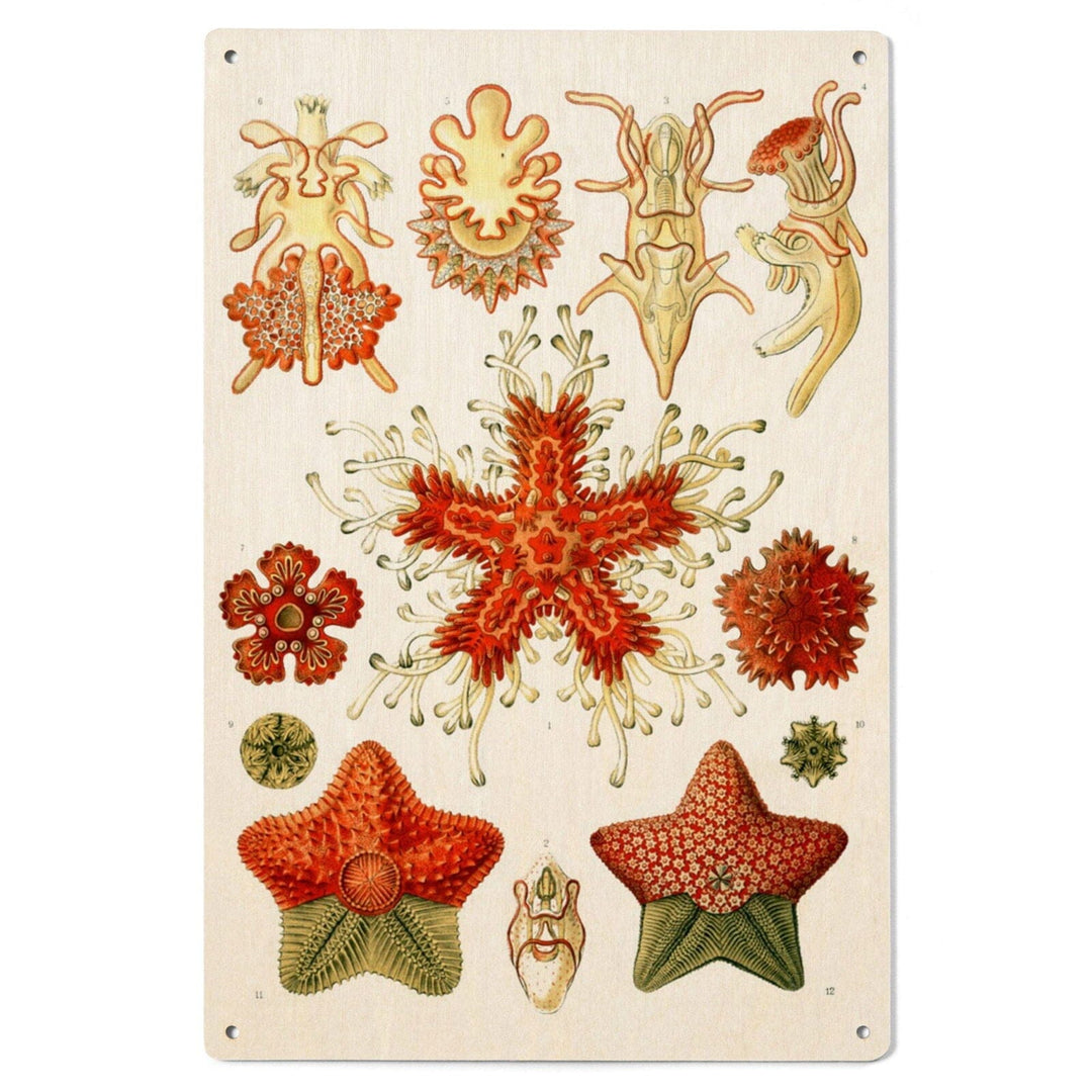 Art Forms of Nature, Asteridea, Ernst Haeckel Artwork, Wood Signs and Postcards Wood Lantern Press