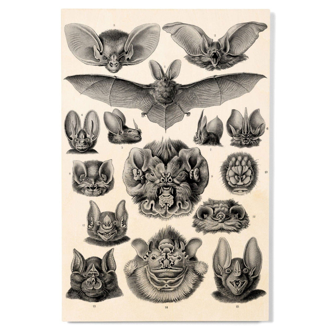 Art Forms of Nature, Chiroptera (Bats), Ernst Haeckel Artwork, Wood Signs and Postcards Wood Lantern Press