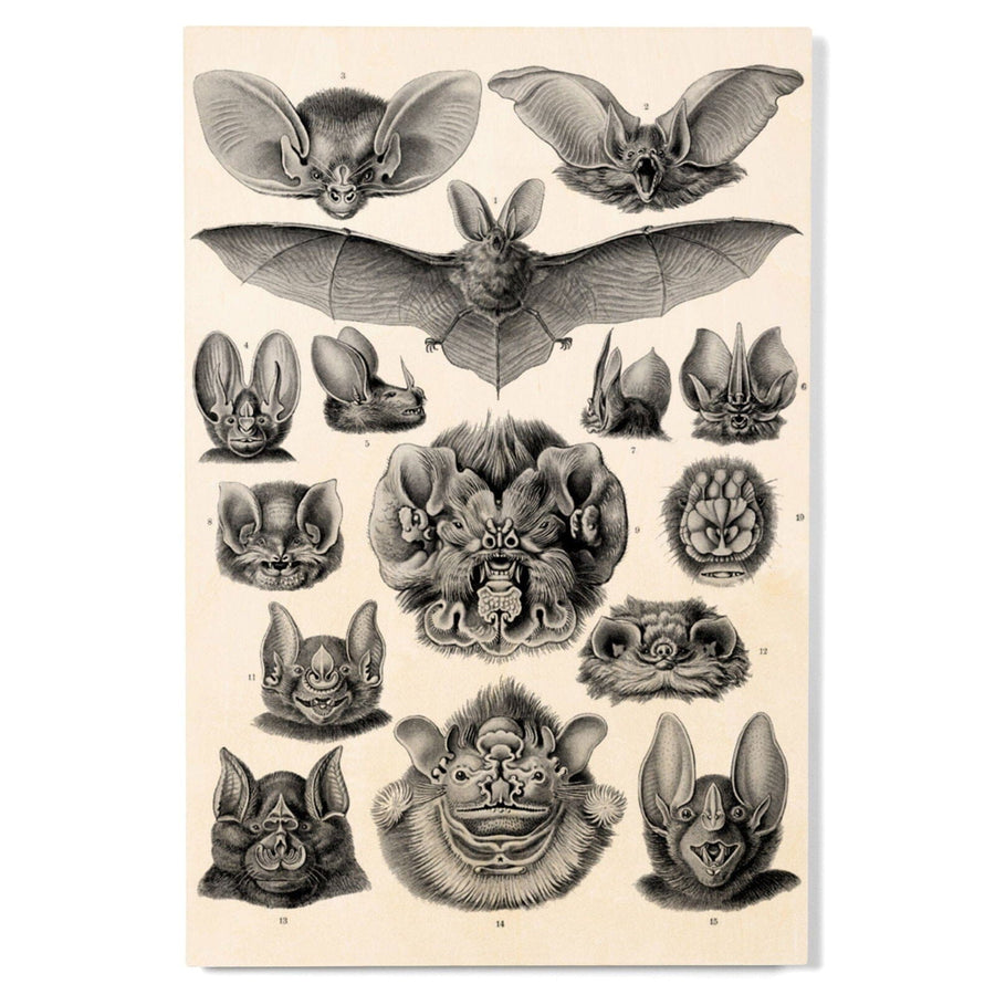 Art Forms of Nature, Chiroptera (Bats), Ernst Haeckel Artwork, Wood Signs and Postcards Wood Lantern Press