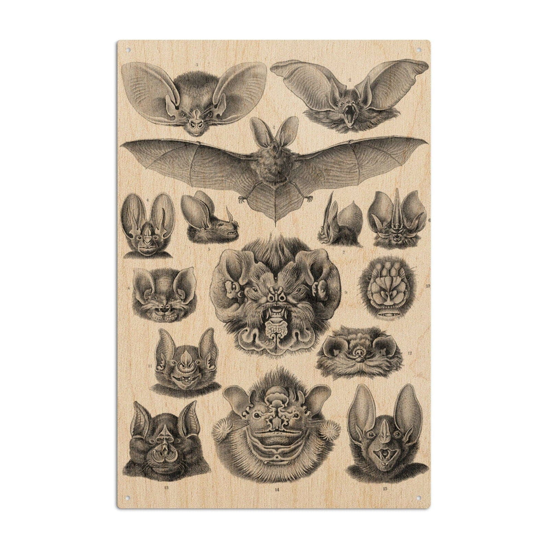 Art Forms of Nature, Chiroptera (Bats), Ernst Haeckel Artwork, Wood Signs and Postcards Wood Lantern Press 6x9 Wood Sign
