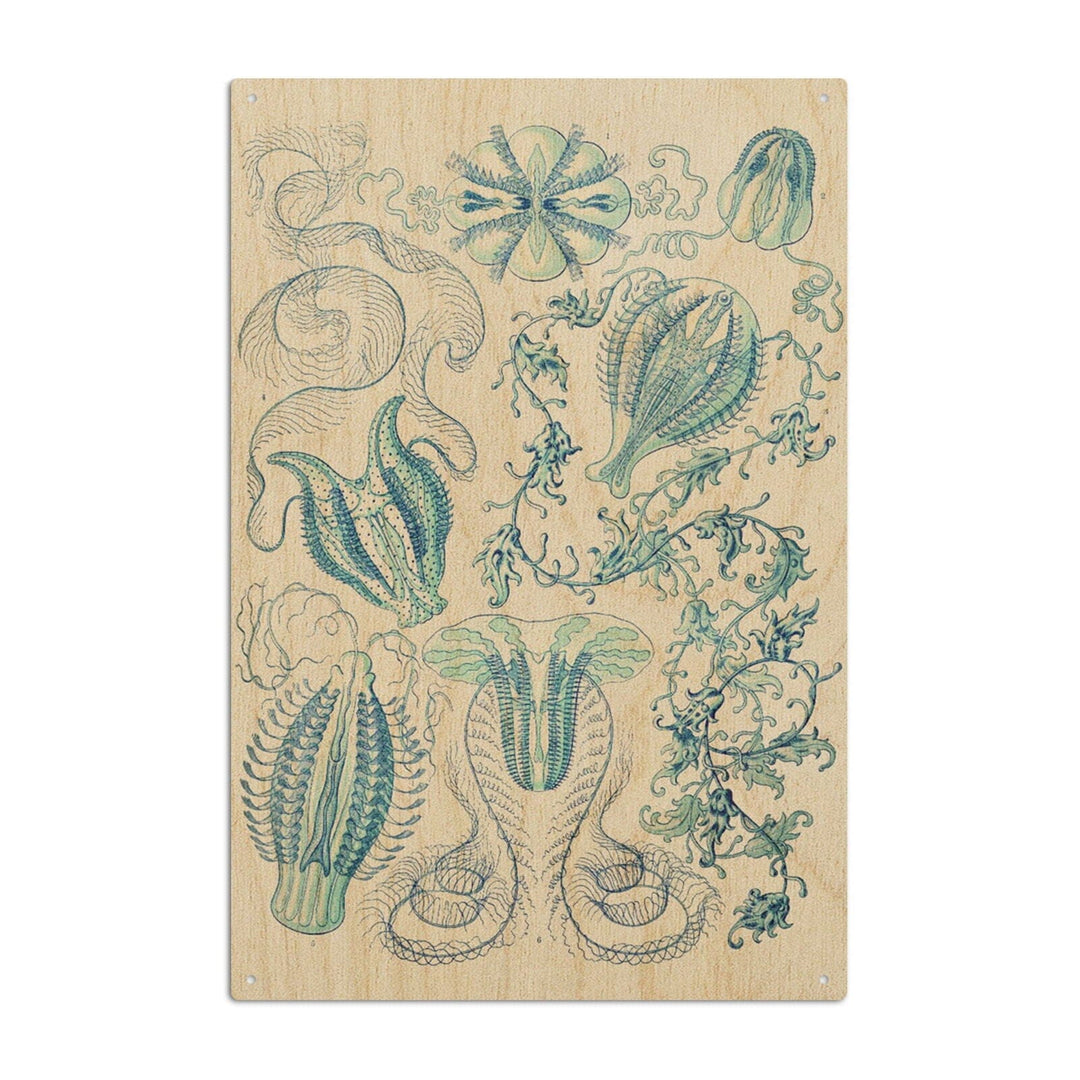 Art Forms of Nature, Ctenophorae, Ernst Haeckel Artwork, Wood Signs and Postcards Wood Lantern Press 10 x 15 Wood Sign