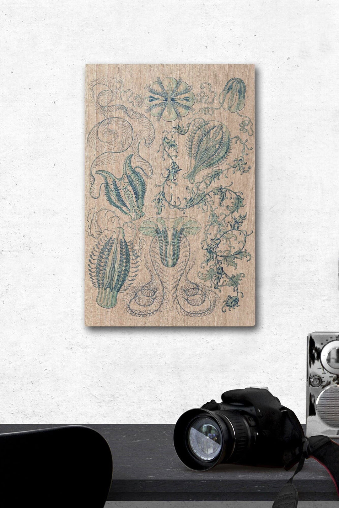 Art Forms of Nature, Ctenophorae, Ernst Haeckel Artwork, Wood Signs and Postcards Wood Lantern Press 12 x 18 Wood Gallery Print