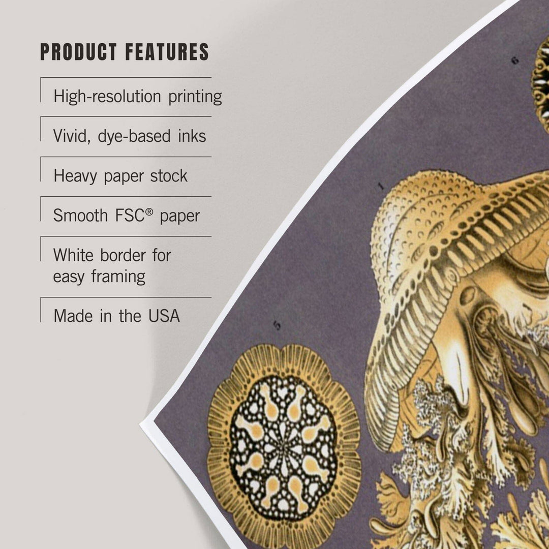 Art Forms of Nature, Discomedusae Yellow (Jellyfish), Ernst Haeckel Artwork, Art & Giclee Prints Art Lantern Press