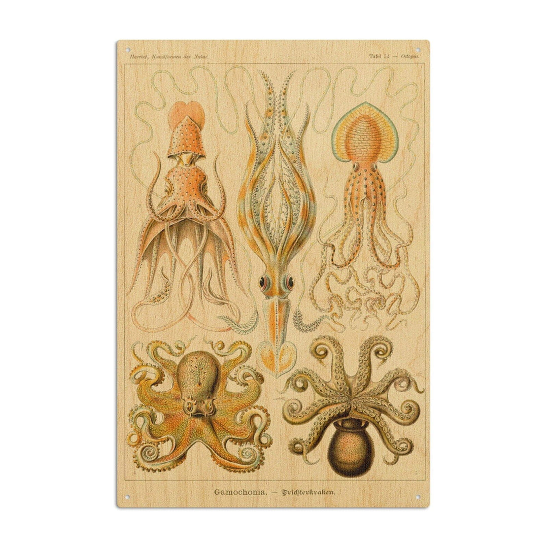 Art Forms of Nature, Gamochonia (Octopuses & Squids), Ernst Haeckel Artwork, Wood Signs and Postcards Wood Lantern Press 10 x 15 Wood Sign