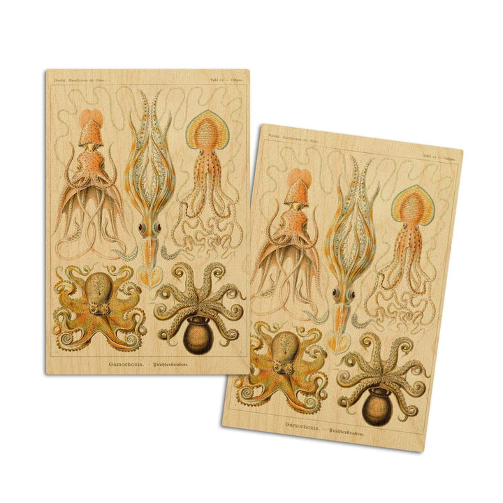 Art Forms of Nature, Gamochonia (Octopuses & Squids), Ernst Haeckel Artwork, Wood Signs and Postcards Wood Lantern Press 4x6 Wood Postcard Set