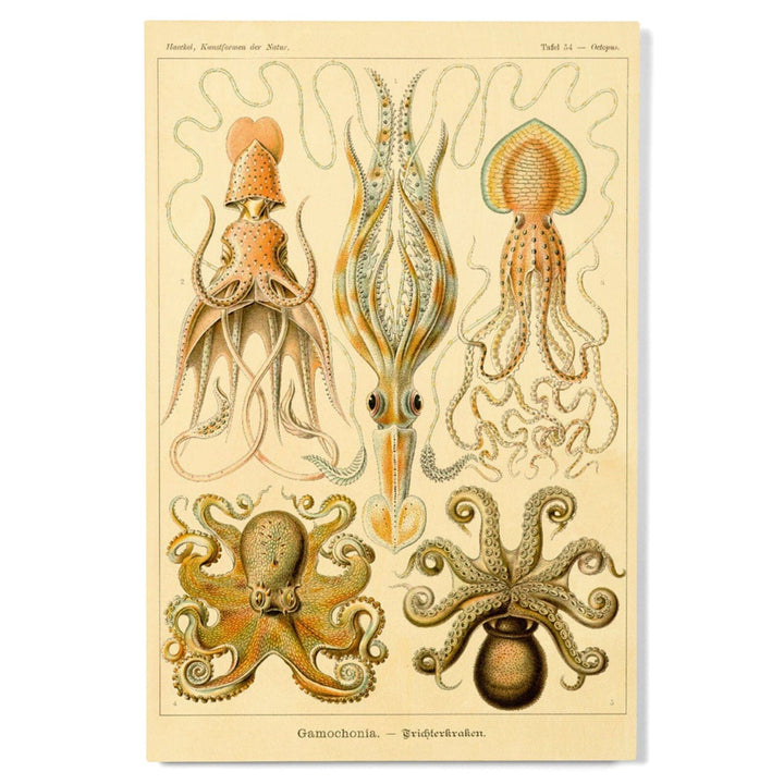 Art Forms of Nature, Gamochonia (Octopuses & Squids), Ernst Haeckel Artwork, Wood Signs and Postcards Wood Lantern Press