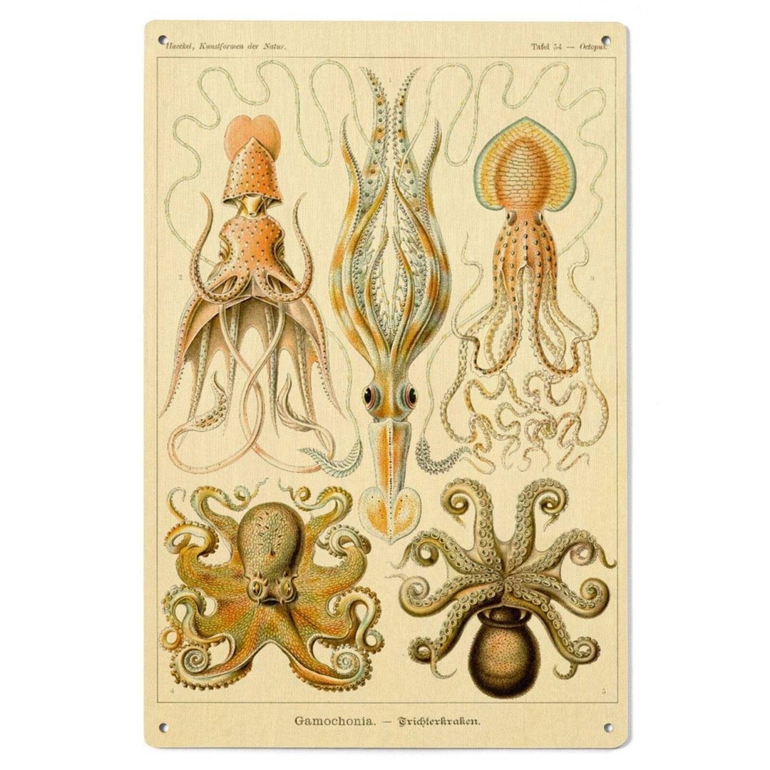 Art Forms of Nature, Gamochonia (Octopuses & Squids), Ernst Haeckel Artwork, Wood Signs and Postcards Wood Lantern Press