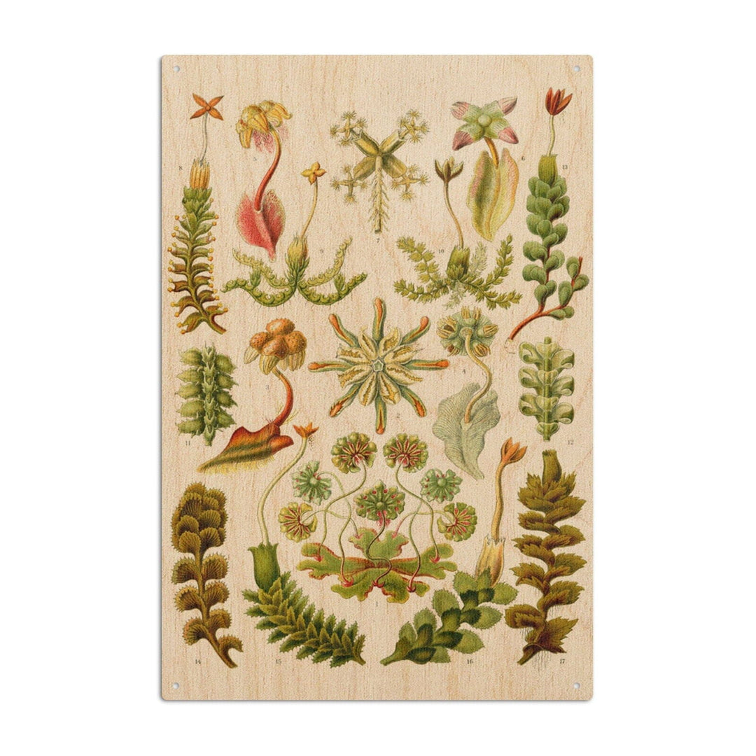Art Forms of Nature, Hepaticae (Flowers), Ernst Haeckel Artwork, Wood Signs and Postcards Wood Lantern Press