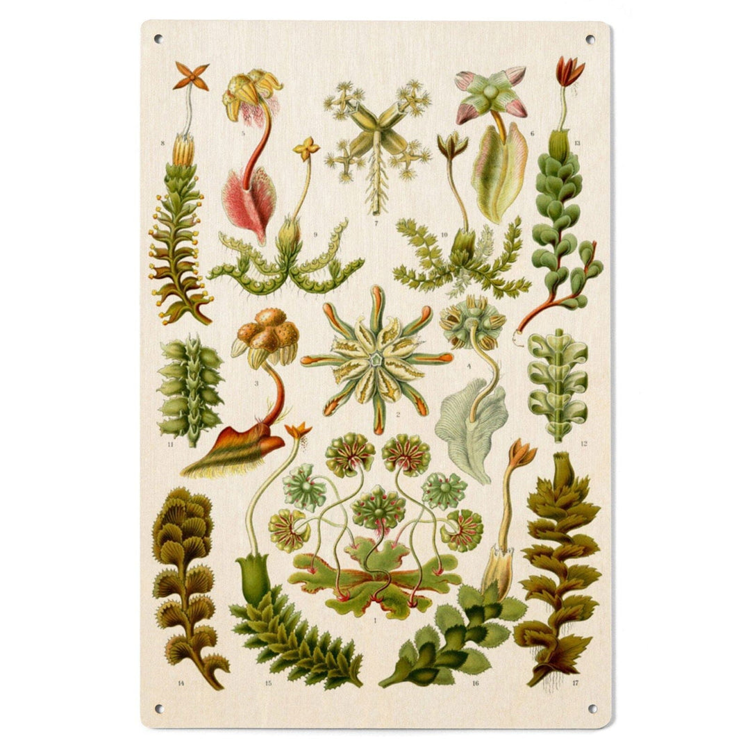 Art Forms of Nature, Hepaticae (Flowers), Ernst Haeckel Artwork, Wood Signs and Postcards Wood Lantern Press