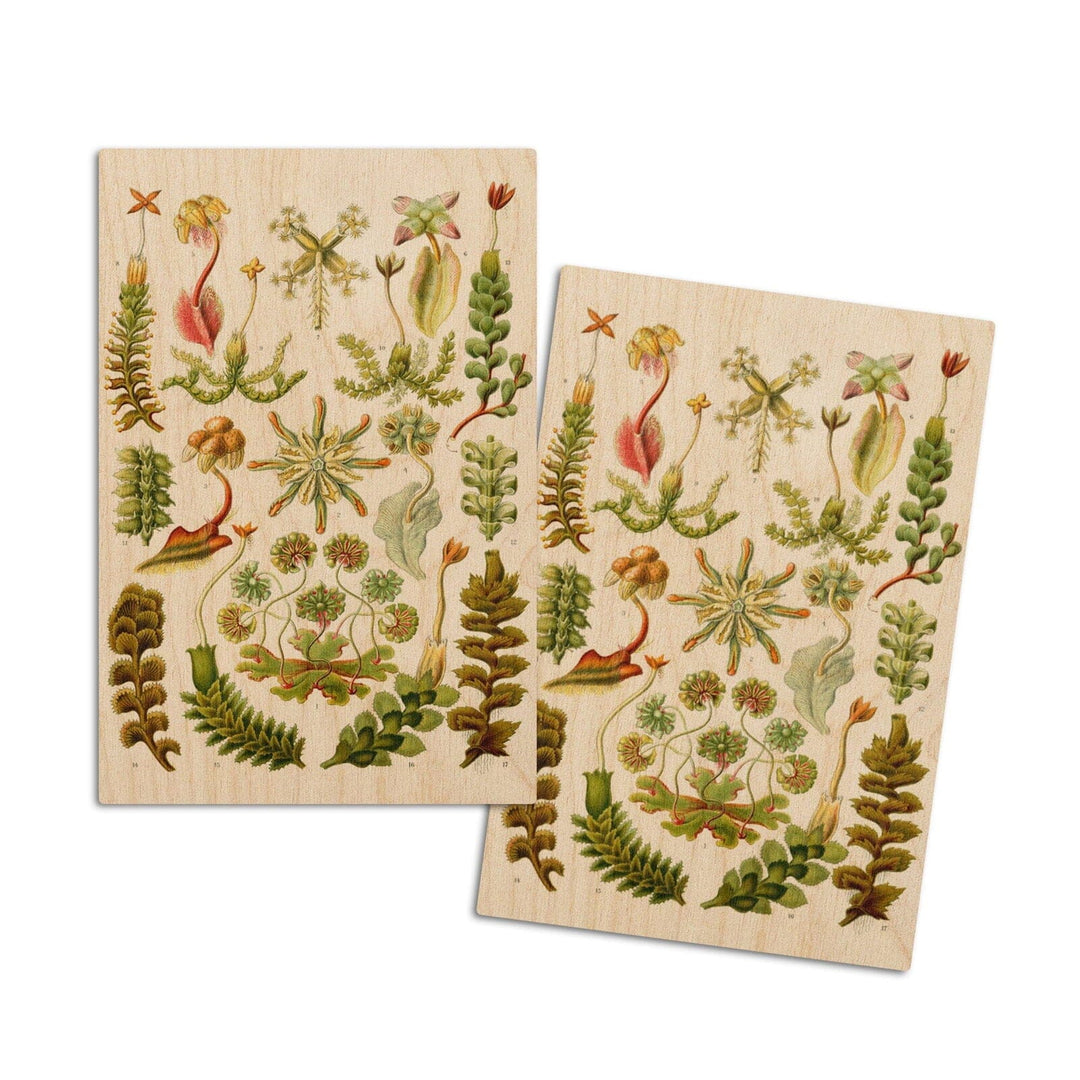 Art Forms of Nature, Hepaticae (Flowers), Ernst Haeckel Artwork, Wood Signs and Postcards Wood Lantern Press 4x6 Wood Postcard Set