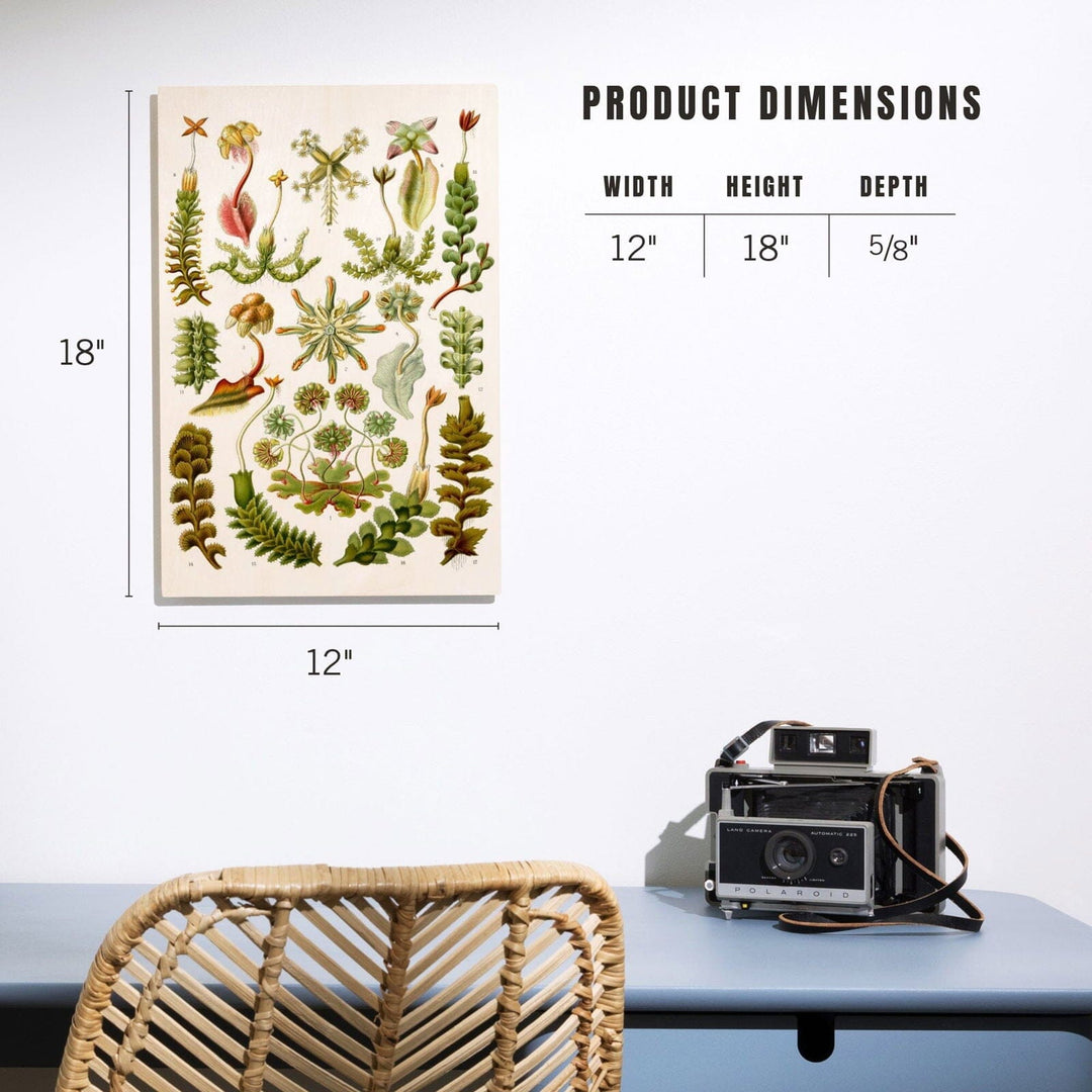 Art Forms of Nature, Hepaticae (Flowers), Ernst Haeckel Artwork, Wood Signs and Postcards Wood Lantern Press