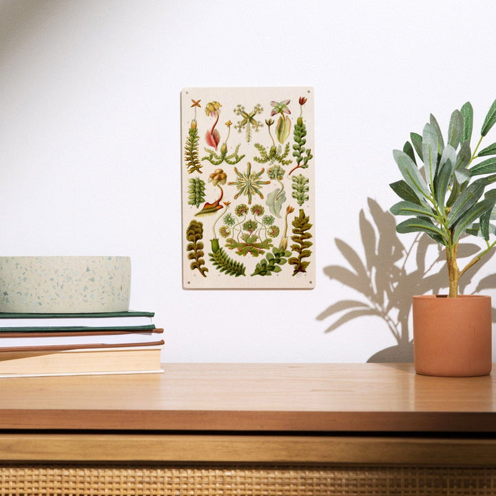 Art Forms of Nature, Hepaticae (Flowers), Ernst Haeckel Artwork, Wood Signs and Postcards Wood Lantern Press
