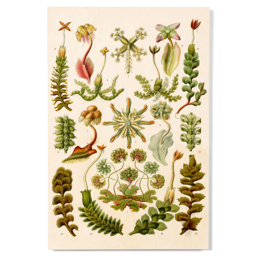 Art Forms of Nature, Hepaticae (Flowers), Ernst Haeckel Artwork, Wood Signs and Postcards Wood Lantern Press