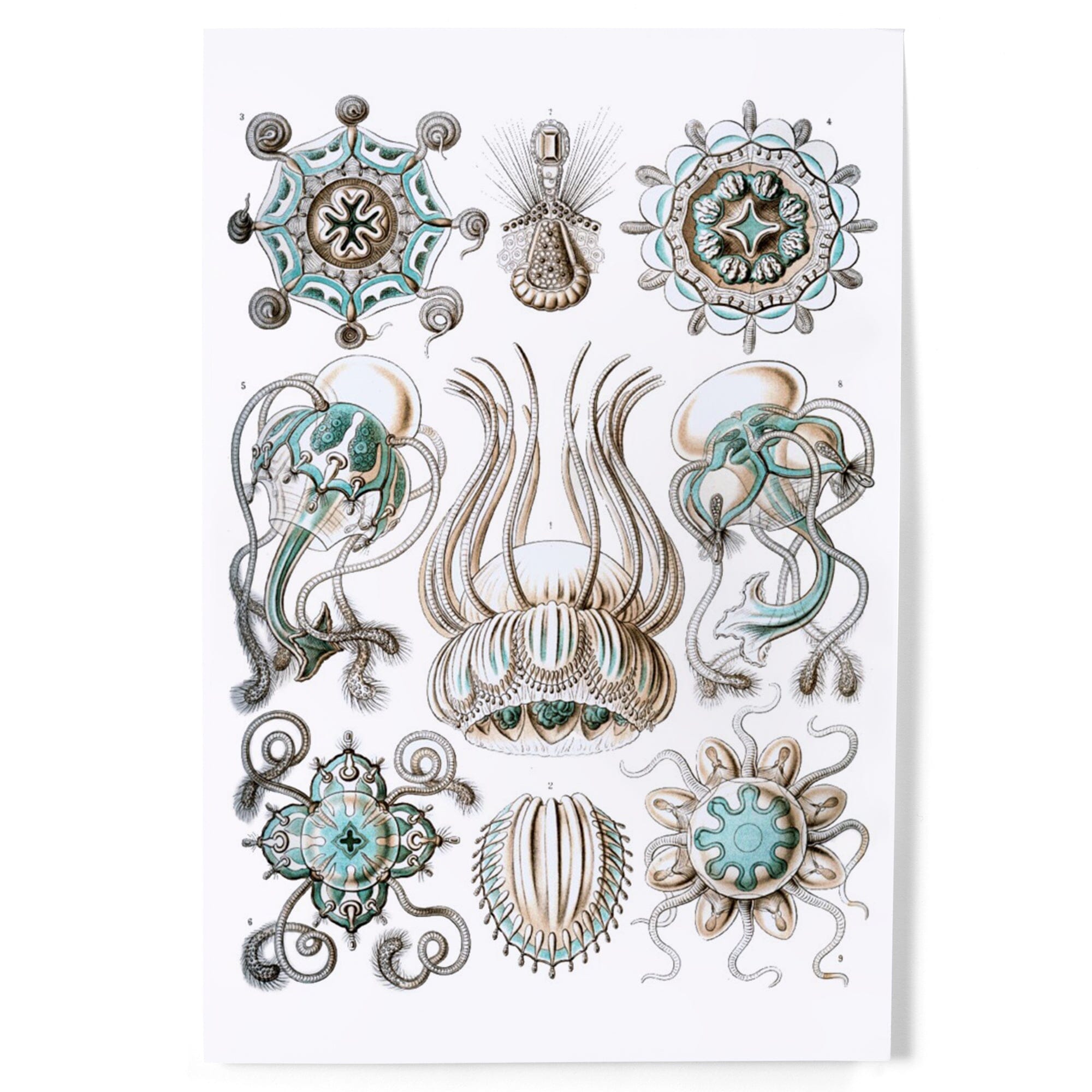 Art Forms of Nature, Narcomedusae, Ernst Haeckel Artwork art