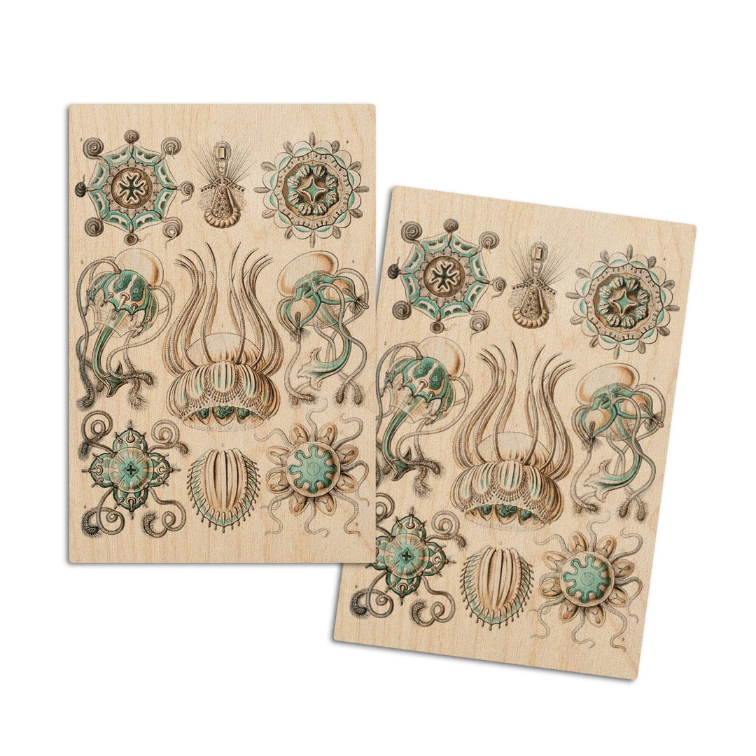 Art Forms of Nature, Narcomedusae, Ernst Haeckel Artwork, Wood Signs and Postcards Wood Lantern Press 4x6 Wood Postcard Set
