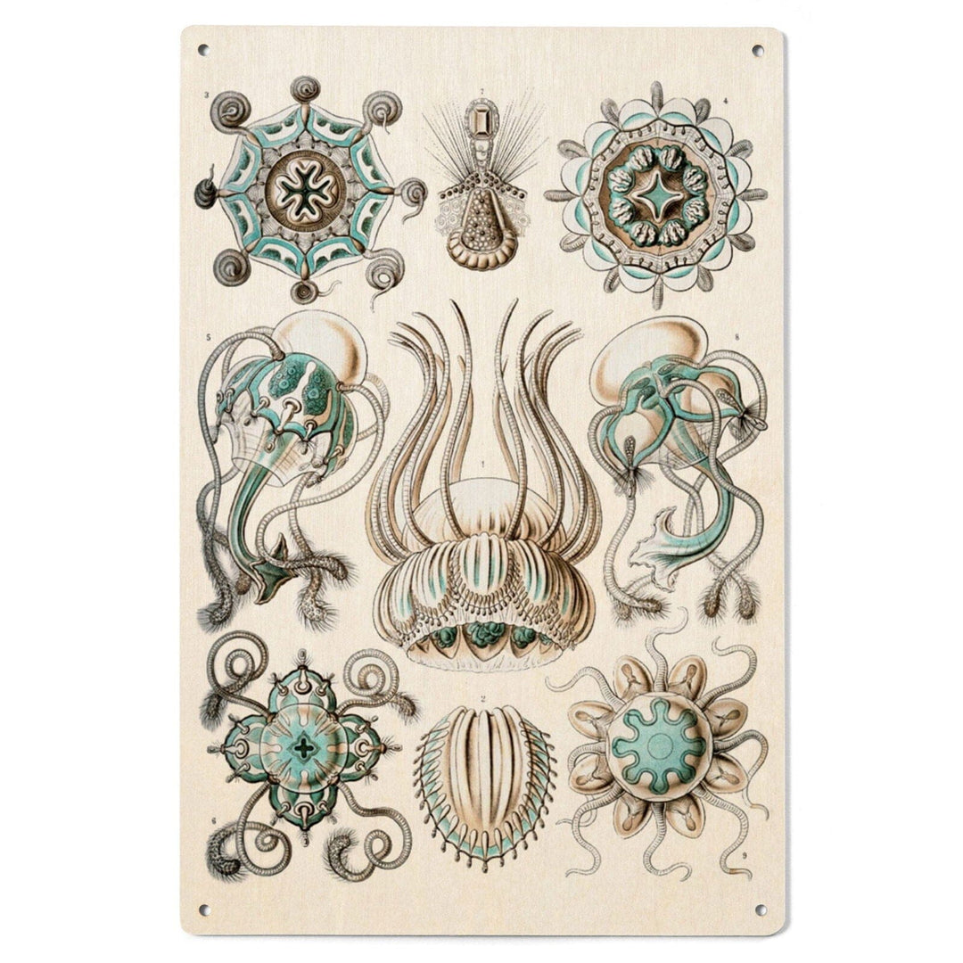 Art Forms of Nature, Narcomedusae, Ernst Haeckel Artwork, Wood Signs and Postcards Wood Lantern Press