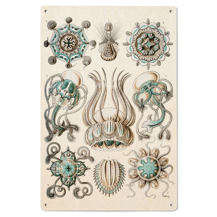 Art Forms of Nature, Narcomedusae, Ernst Haeckel Artwork, Wood Signs and Postcards Wood Lantern Press