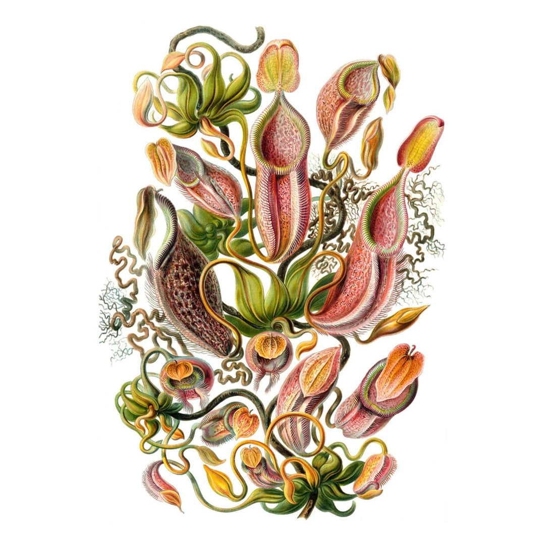 Art Forms of Nature, Nepenthaceae (Plant), Ernst Haeckel Artwork, Stretched Canvas Canvas Lantern Press