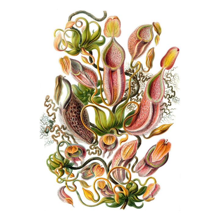 Art Forms of Nature, Nepenthaceae (Plant), Ernst Haeckel Artwork, Stretched Canvas Canvas Lantern Press