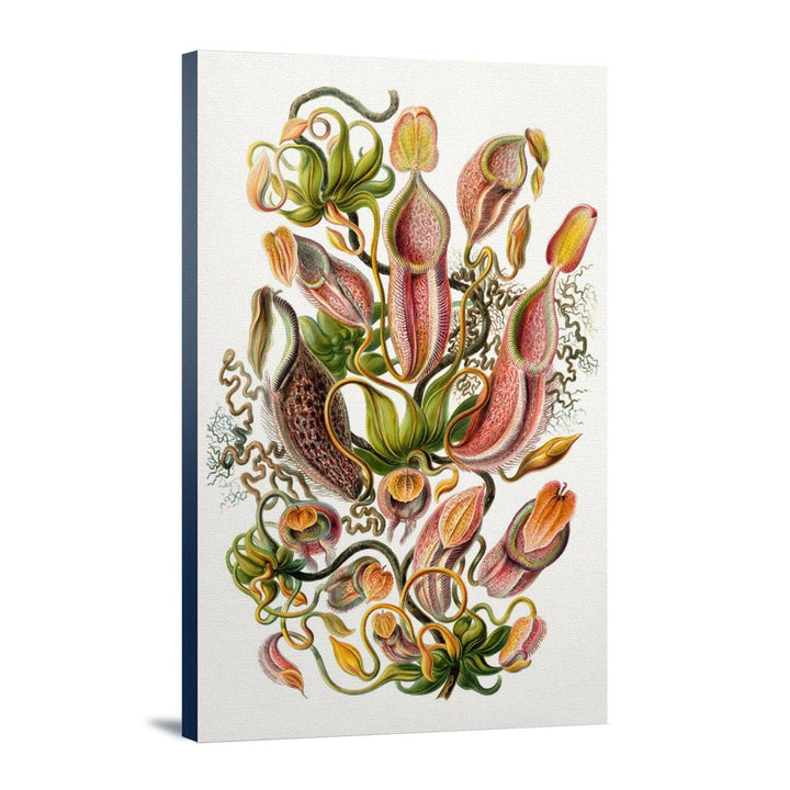 Art Forms of Nature, Nepenthaceae (Plant), Ernst Haeckel Artwork, Stretched Canvas Canvas Lantern Press