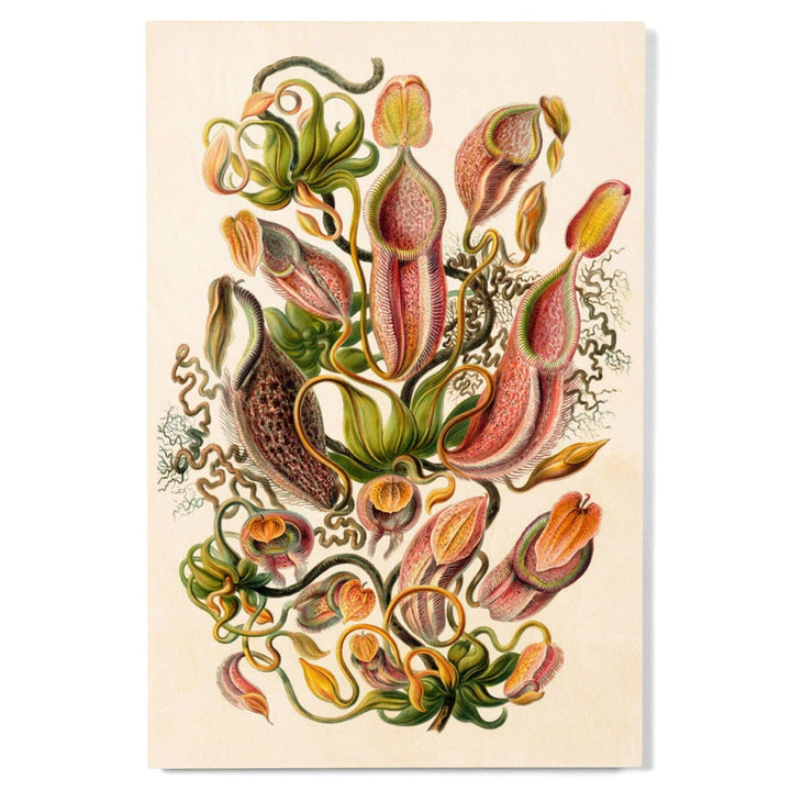Art Forms of Nature, Nepenthaceae (Plant), Ernst Haeckel Artwork, Wood Signs and Postcards Wood Lantern Press