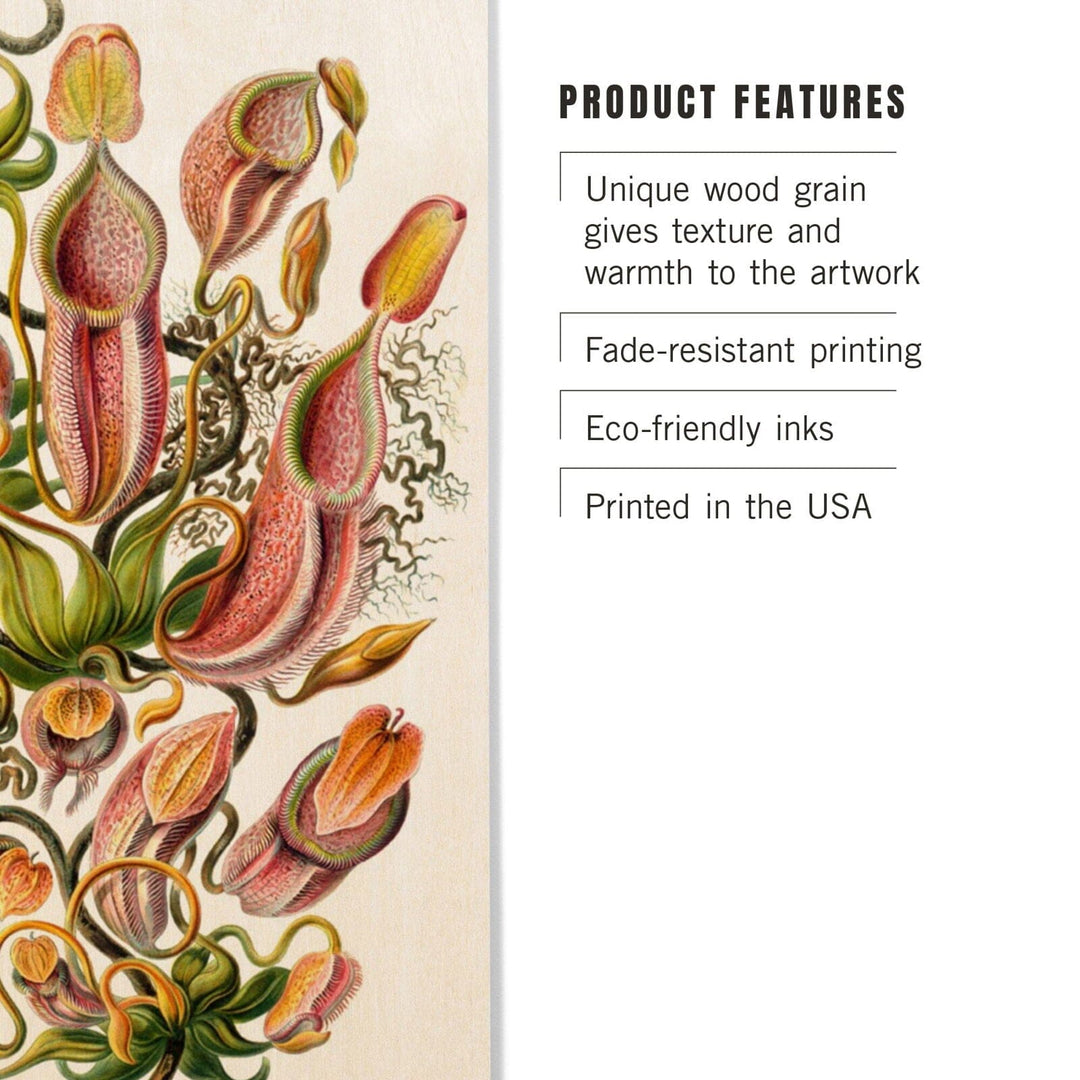 Art Forms of Nature, Nepenthaceae (Plant), Ernst Haeckel Artwork, Wood Signs and Postcards Wood Lantern Press