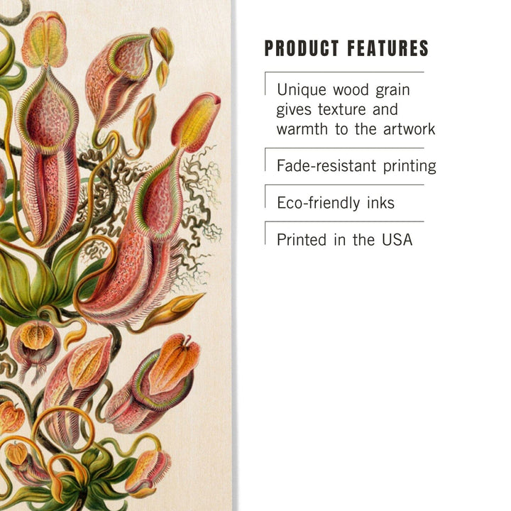 Art Forms of Nature, Nepenthaceae (Plant), Ernst Haeckel Artwork, Wood Signs and Postcards Wood Lantern Press
