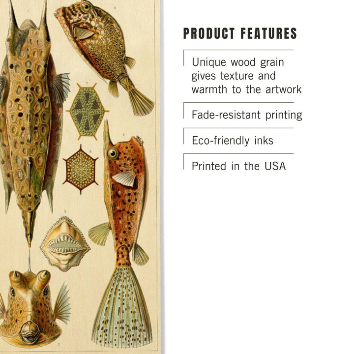 Art Forms of Nature, Ostraciontes (Boxfish), Ernst Haeckel Artwork, Wood Signs and Postcards Wood Lantern Press