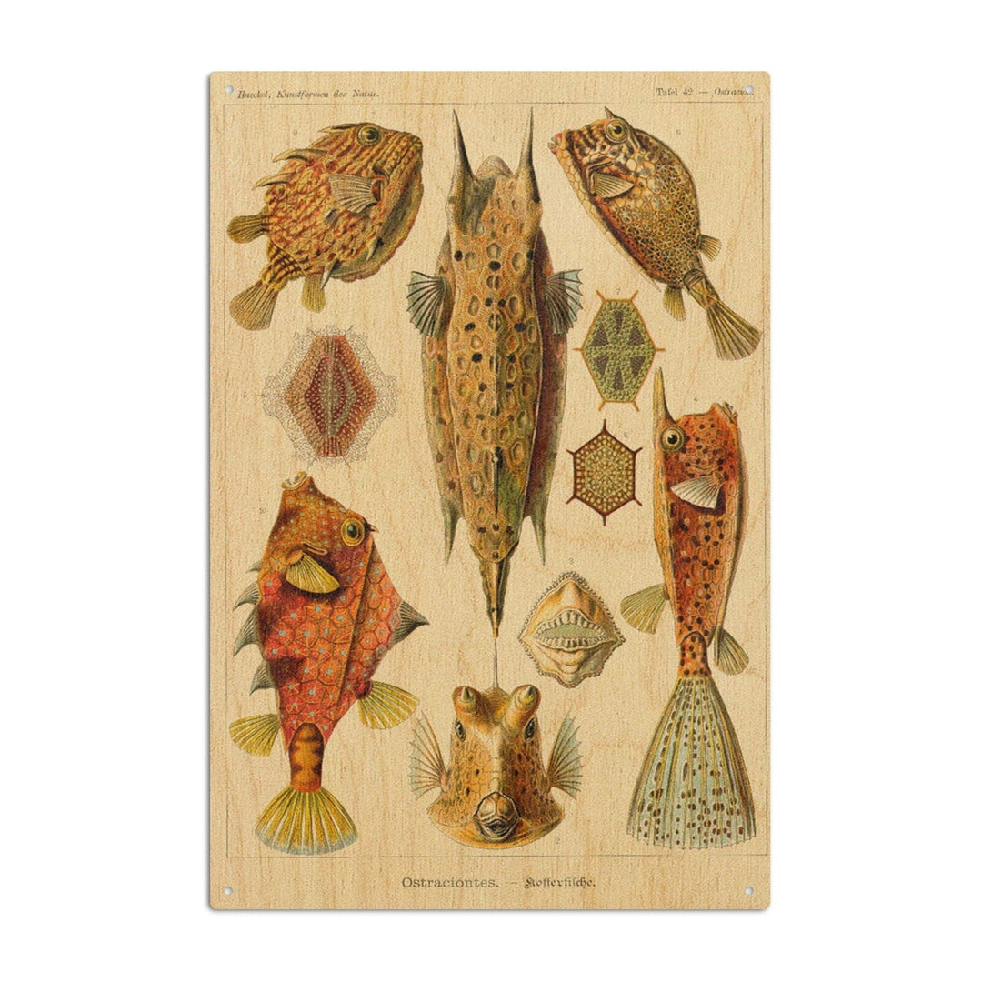 Art Forms of Nature, Ostraciontes (Boxfish), Ernst Haeckel Artwork, Wood Signs and Postcards Wood Lantern Press