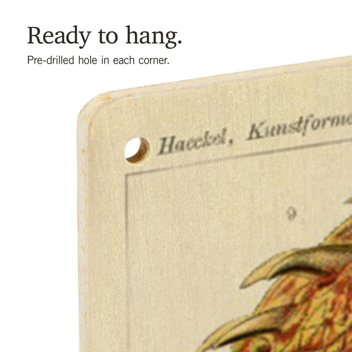 Art Forms of Nature, Ostraciontes (Boxfish), Ernst Haeckel Artwork, Wood Signs and Postcards Wood Lantern Press