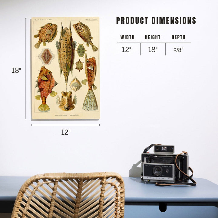Art Forms of Nature, Ostraciontes (Boxfish), Ernst Haeckel Artwork, Wood Signs and Postcards Wood Lantern Press