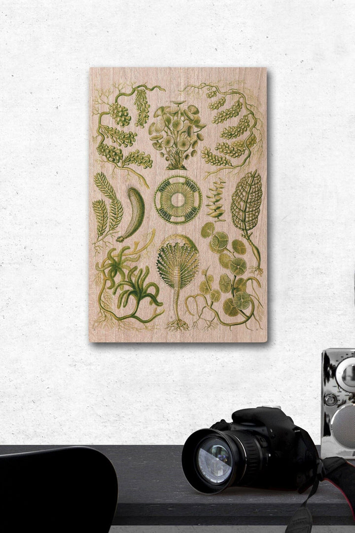 Art Forms of Nature, Siphoneae (Algae), Ernst Haeckel Artwork, Wood Signs and Postcards Wood Lantern Press 12 x 18 Wood Gallery Print