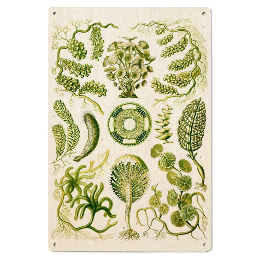 Art Forms of Nature, Siphoneae (Algae), Ernst Haeckel Artwork, Wood Signs and Postcards Wood Lantern Press