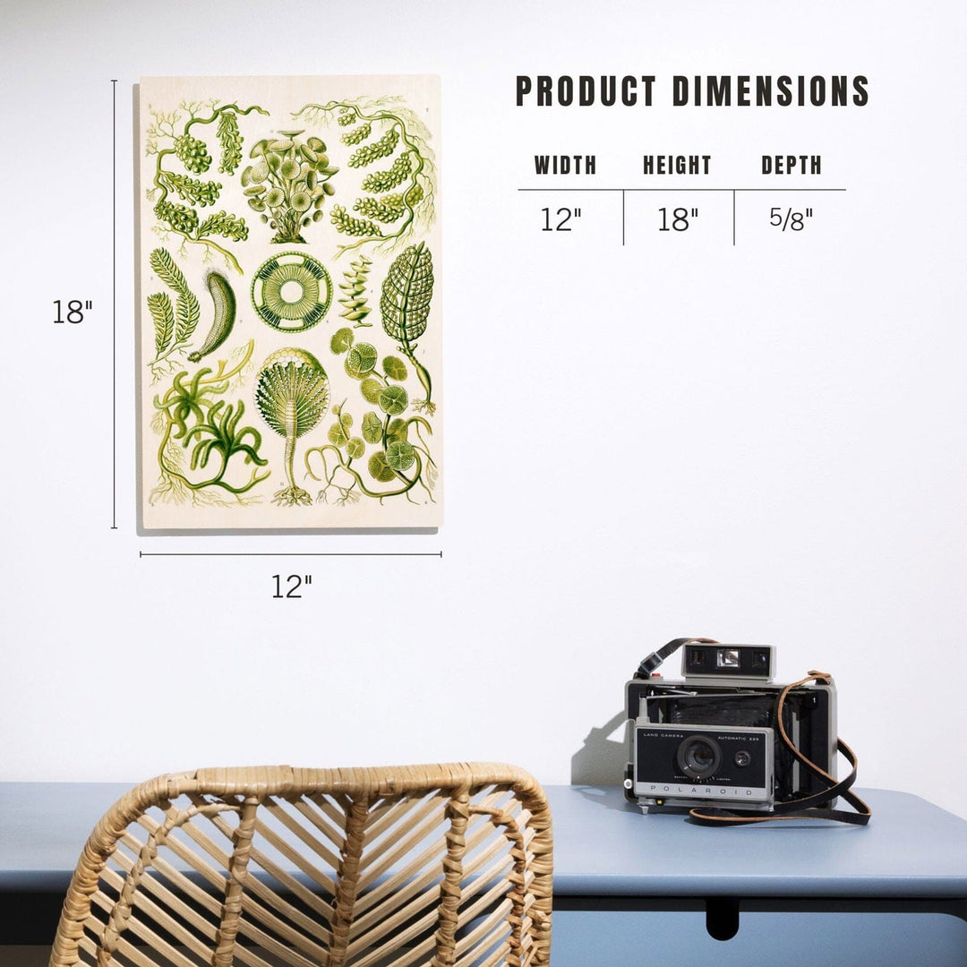 Art Forms of Nature, Siphoneae (Algae), Ernst Haeckel Artwork, Wood Signs and Postcards Wood Lantern Press