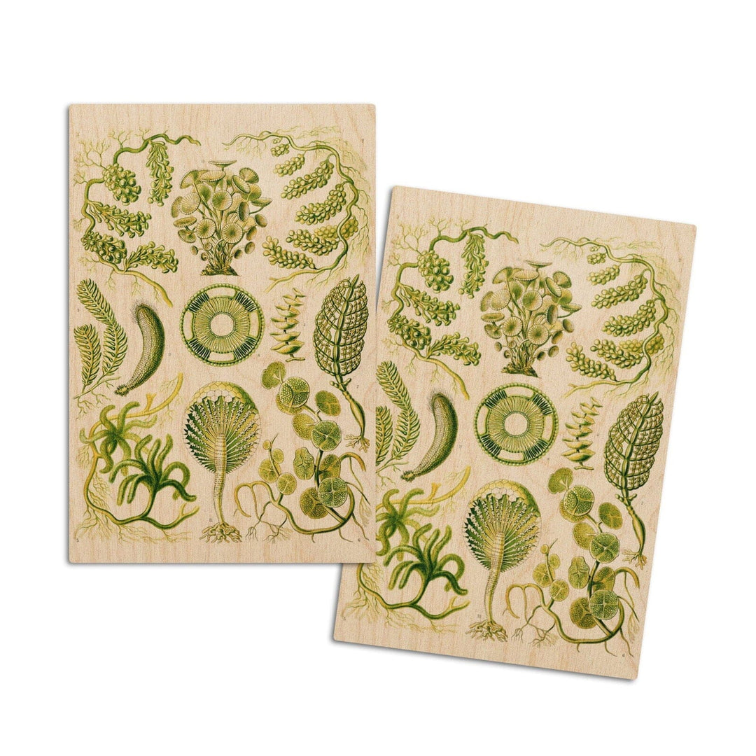 Art Forms of Nature, Siphoneae (Algae), Ernst Haeckel Artwork, Wood Signs and Postcards Wood Lantern Press 4x6 Wood Postcard Set