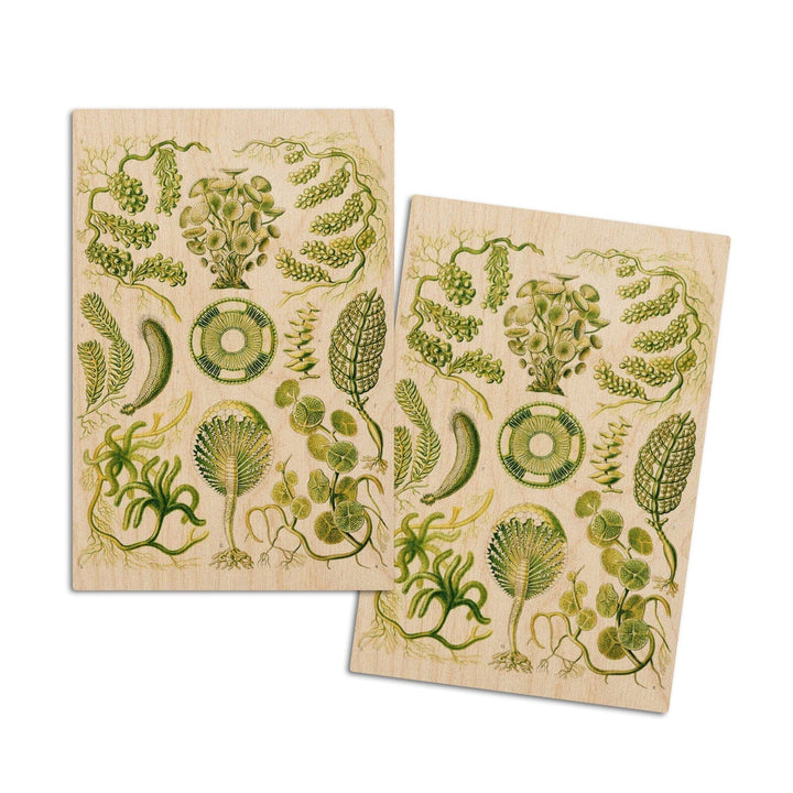 Art Forms of Nature, Siphoneae (Algae), Ernst Haeckel Artwork, Wood Signs and Postcards Wood Lantern Press 4x6 Wood Postcard Set