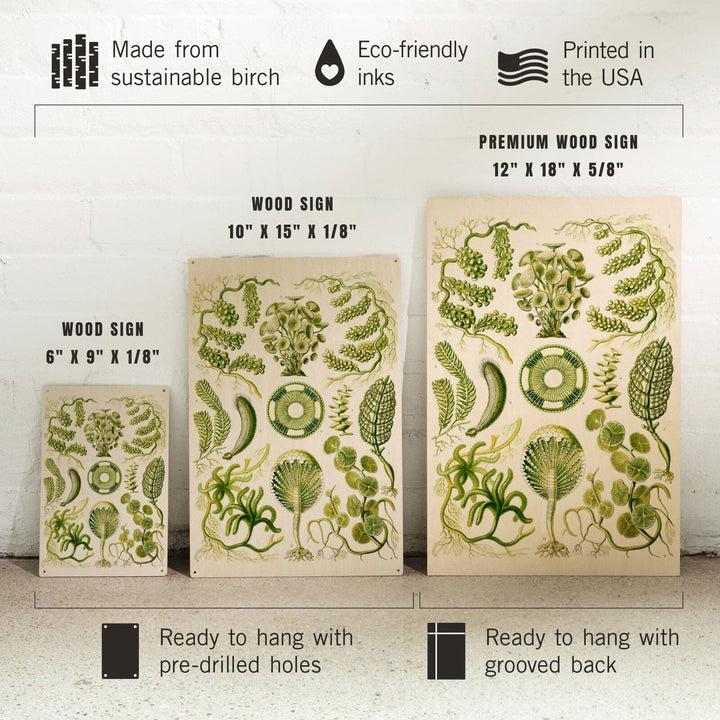 Art Forms of Nature, Siphoneae (Algae), Ernst Haeckel Artwork, Wood Signs and Postcards Wood Lantern Press