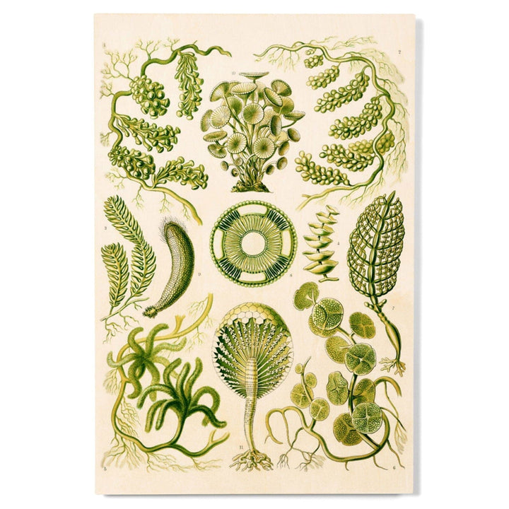 Art Forms of Nature, Siphoneae (Algae), Ernst Haeckel Artwork, Wood Signs and Postcards Wood Lantern Press