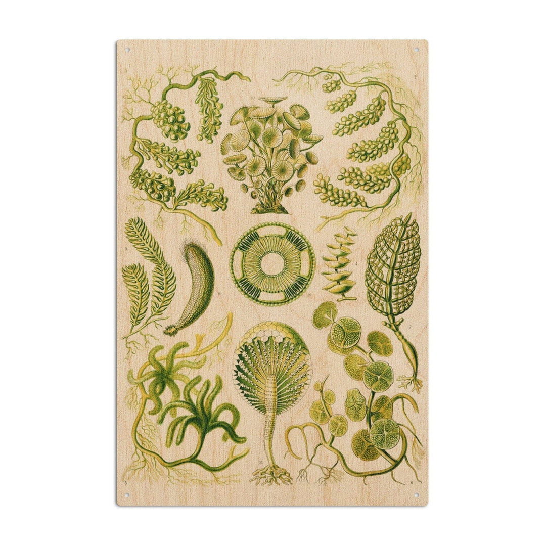 Art Forms of Nature, Siphoneae (Algae), Ernst Haeckel Artwork, Wood Signs and Postcards Wood Lantern Press 6x9 Wood Sign