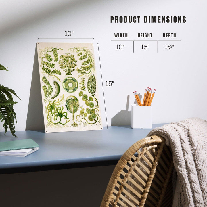 Art Forms of Nature, Siphoneae (Algae), Ernst Haeckel Artwork, Wood Signs and Postcards Wood Lantern Press
