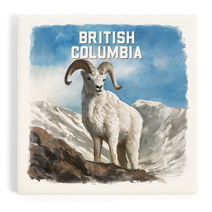 British Columbia, Watercolor Study, Dall Sheep, Coasters Coasters Lantern Press Coaster