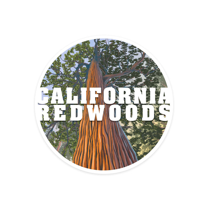 California Redwoods, Looking Up Tree, Contour, Vinyl Sticker Sticker Lantern Press