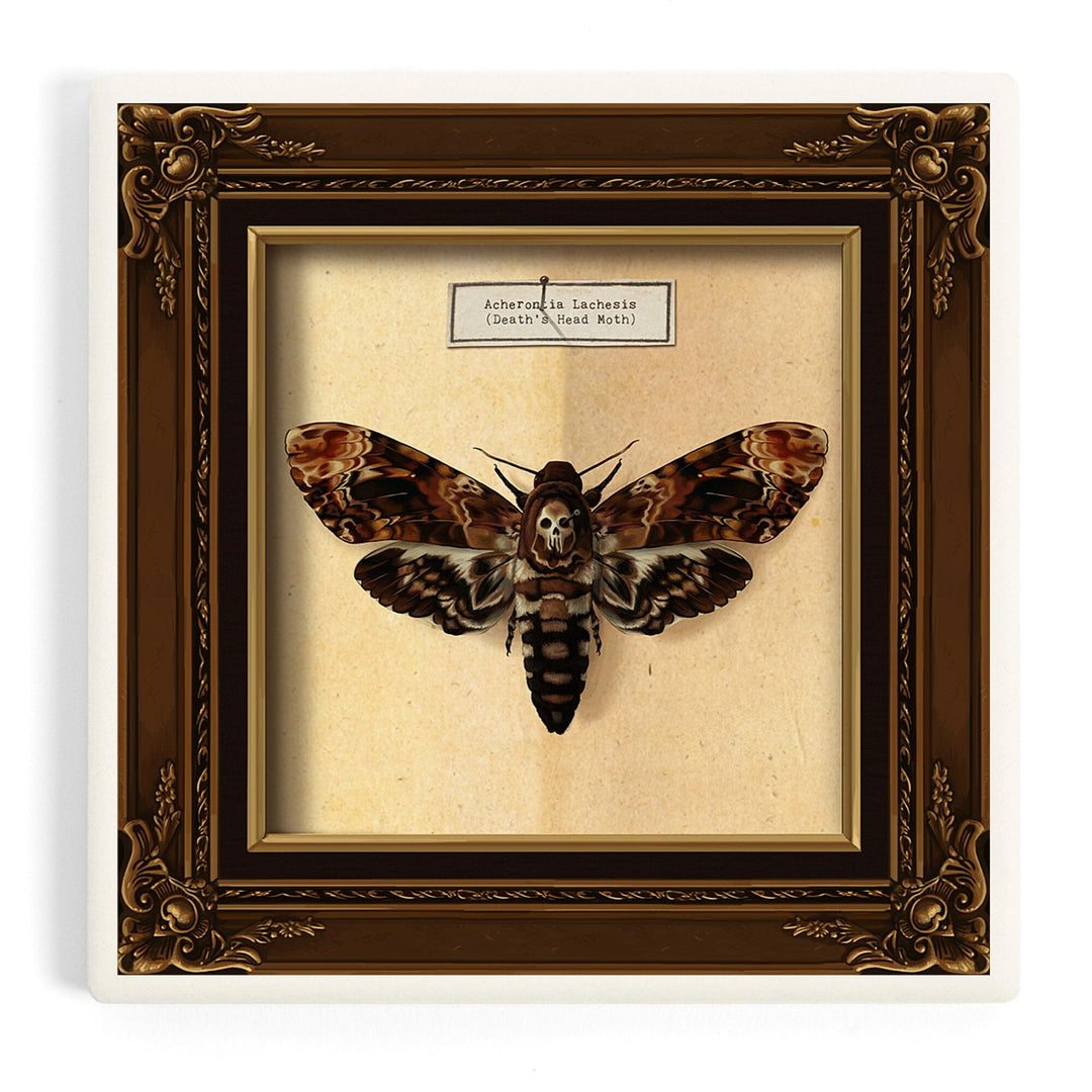 Death's Head Moth, Coasters Coasters Lantern Press Coaster